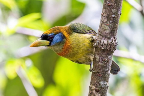 Red-headed barbet (Eubucco bourcierii), female, Mindo Forest Reserve, Mindo, Ecuador, South America