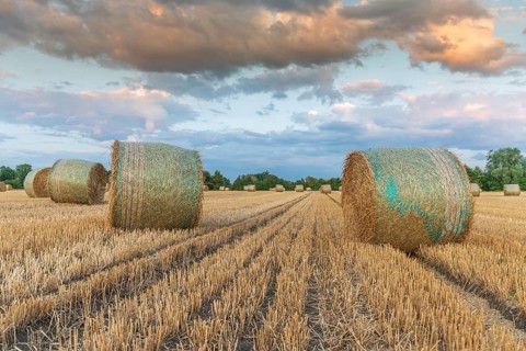 Straw rolls in field of harvested cereals. Alsace, France, Europe