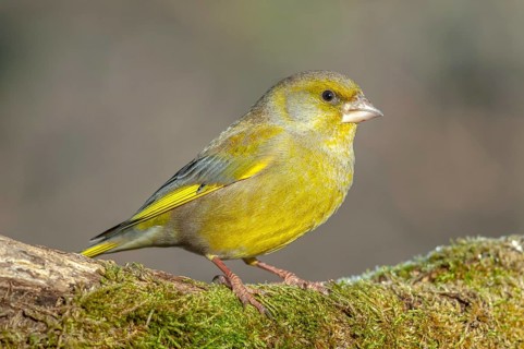Greenfinch perched on a branch in the forest. (Chloris chloris) . France