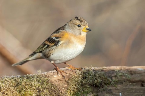 Brambling (Fringilla montifringilla) perched on a branch in the forest in winter. France