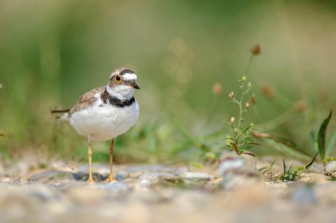 Little Plover (Charadrius dubius) in the gravels on the banks of the Rhine. Bas-Rhin, Collectivite