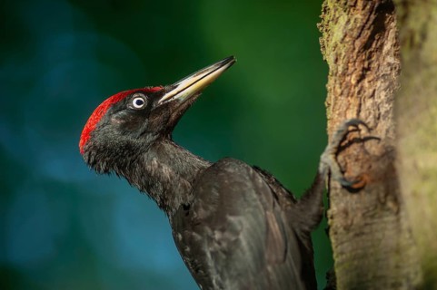Black woodpecker near its nest on the trunk of a beech tree in spring. France