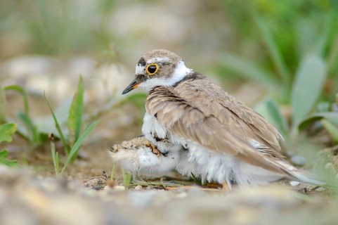 Little Plover (Charadrius dubius) with its chick on the banks of the Rhine. Bas-Rhin, Collectivite