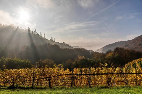 Autumn atmosphere, morning sun over vineyard in the fog, backlight shot, St. Andrä-Höch, Sausal,