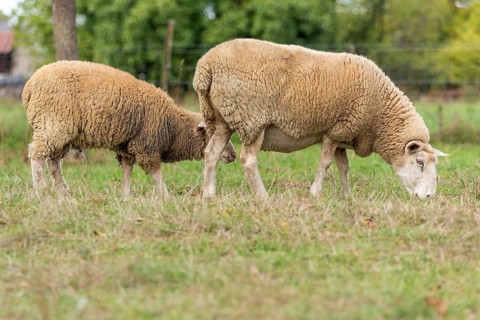 Sheep in a pen in early fall. Alsace France