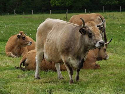 Several cows standing and lying together on a pasture, velen, münsterland, germany