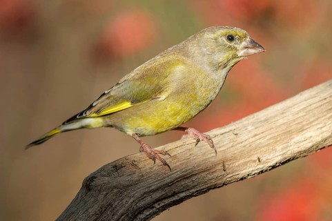 Greenfinch (Carduelis chloris) on a tree branch in winter. Alsace, France, Europe