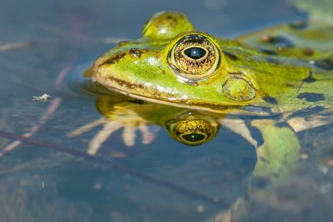 Marsh frog (Rana ridibunda) in a pond in spring. France