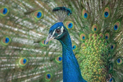Portrait of a male Indian peafowl (Pavo cristatus) in courtship display in a park. Morocco