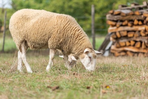 Sheep in a pen in early fall. Alsace France