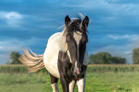 Irish cob horses in a pasture in spring. In the French countryside, horses go out into the meadows