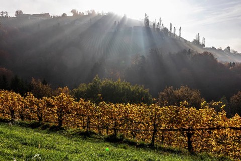 Autumn atmosphere, morning sun over vineyard in the fog, backlight shot, St. Andrä-Höch, Sausal,