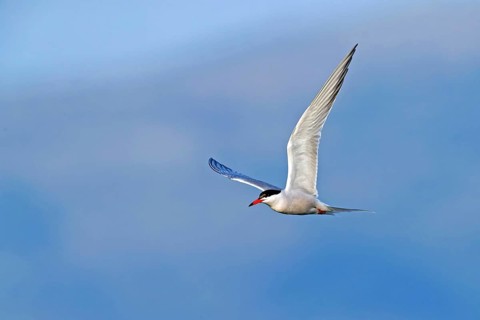 Common Tern, Common Tern, Common Tern, (Sterna hirundo), family of terns, biotope, foraging, flight