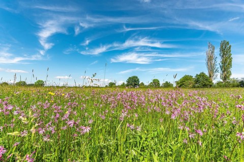 Natural meadow with pink spring flowers. Alsace, France, Europe