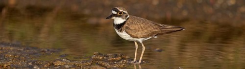 Little Ringed Plover, Little Ringed Plover, (Charadrius dubius), plover family, biotope, foraging,
