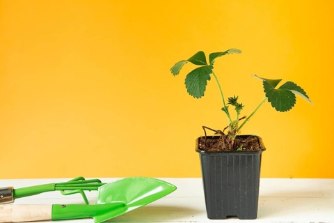 Strawberry seedlings in black glasses on the table on a yellow background and a rake with a shovel.