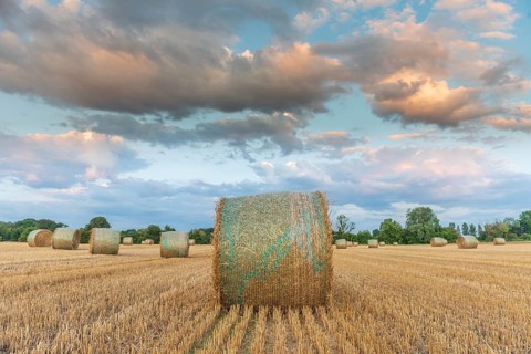 Straw rolls in field of harvested cereals. Alsace, France, Europe