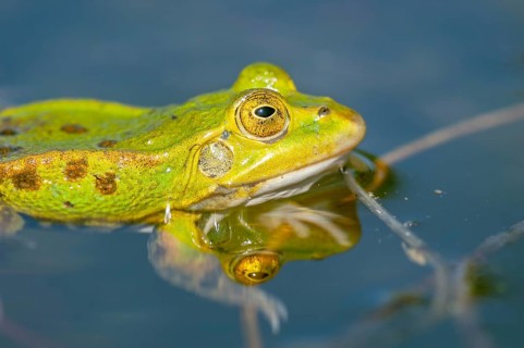 Black-headed frog (Rana ridibunda) in a pond in spring. France