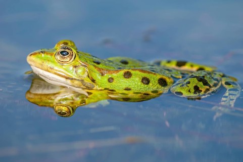 Marsh frog (Rana ridibunda) in a pond in spring. France