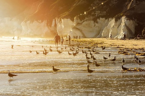 Beach with seagulls in California, US in the evening sun