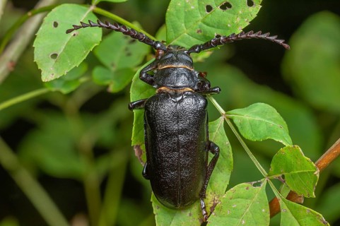Tanner Beetle (Prionus coriarius) placed on the leaves of a shrub in the forest. Alsace, France,