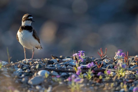Little Ringed Plover, Little Ringed Plover, (Charadrius dubius), plover family, biotope, foraging,