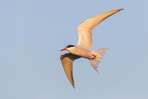 Common Tern, Common Tern, Common Tern, (Sterna hirundo), family of terns, biotope, foraging, flight