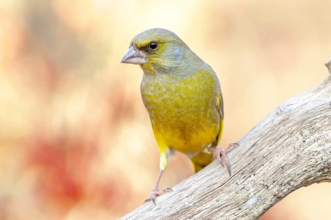 Greenfinch perched on a branch in the forest. (Chloris chloris) . France