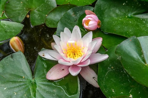 Water lily flowers in a pond. Bas-Rhin, Collectivite europeenne d'Alsace, Grand Est, France, Europe