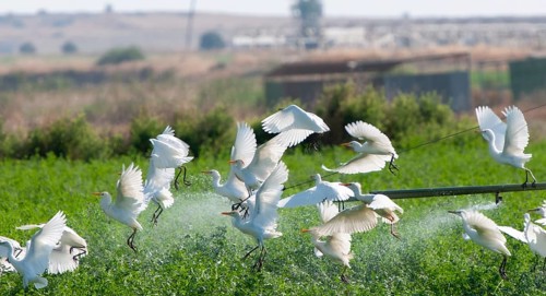 Cattle egret birds resting and flying in agricultural field during watering. Cyprus