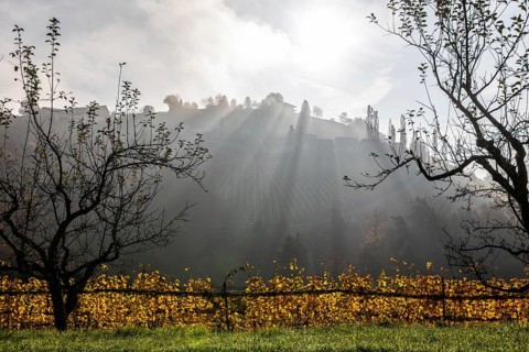 Autumn atmosphere, morning sun over vineyard in the fog, backlight shot, St. Andrä-Höch, Sausal,
