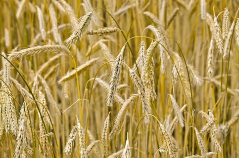 Rye grain field before the harvest