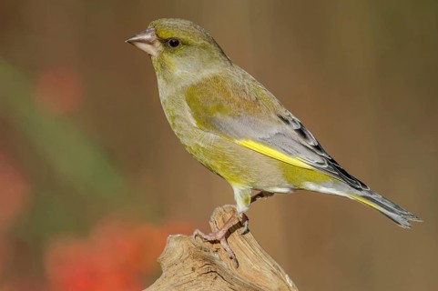 Greenfinch (Carduelis chloris) on a tree branch in winter. Alsace, France, Europe