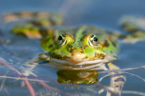 Marsh frog (Rana ridibunda) in a pond in spring. France