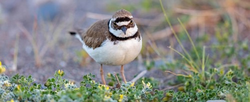 Little Ringed Plover, Little Ringed Plover, (Charadrius dubius), plover family, biotope, foraging,