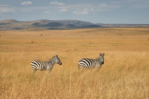 Two plains zebras (Equus quagga) in the open grassland of the Masai Mara, Kenya, Africa
