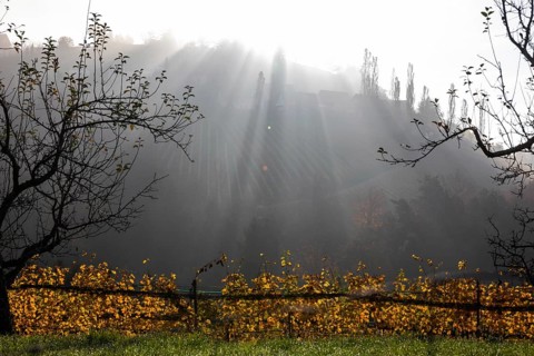 Autumn atmosphere, morning sun over vineyard in the fog, backlight shot, St. Andrä-Höch, Sausal,