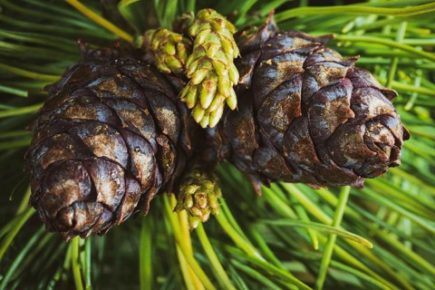 Top view of two cones of evergreen Siberian dwarf pine (Pinus Pumila) . Closeup natural floral