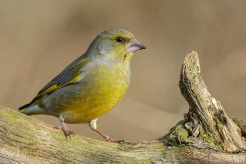Greenfinch (Carduelis chloris) on a tree branch in winter. Alsace, France, Europe