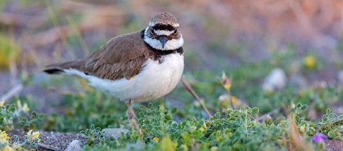 Little Ringed Plover, Little Ringed Plover, (Charadrius dubius), plover family, biotope, foraging,