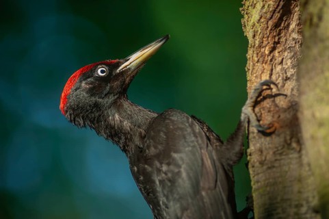 Black Woodpecker (Dryocopus martius) bringing ant larvae to feed her chicks in the nest. Alsace,