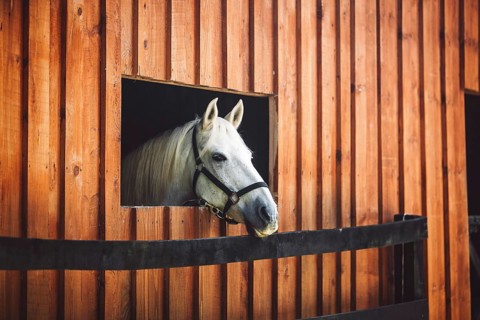 Curious white horses head peaking out of the window at the stables, horse looking out the window.