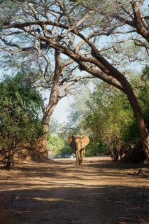 African elephant bull, Loxodonta africana, is walking towards the camera under large trees, forming