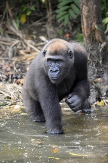 Western lowland gorilla (Gorilla gorilla gorilla) in a river, male animal, Réserve Lésio-Louna