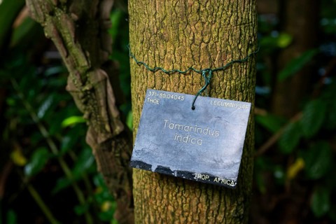 Sign with the inscription 'Tamarindus indica', on a tamarind tree, Royal Botanic Gardens, Kew,