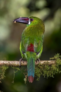 Crimson-rumped toucanet (Aulacorhynchus haematopygus), Mindo Forest Reserve, Mindo, Ecuador, South