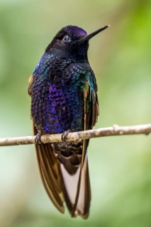 Velvet-purple coronet (Boissonneaua jardini), Mindo Forest Reserve, Mindo, Ecuador, South America