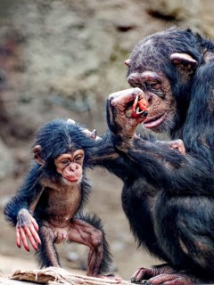 Animal portrait, Western chimpanzee (Pan troglodytes verus) playing with young, captive,