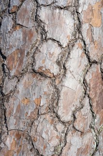 Bark of Scots pine (Pinus sylvestris), full size, Baden-Württemberg, Germany, Europe