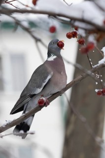 Vyakhir pigeon. Krasnodar. Russia